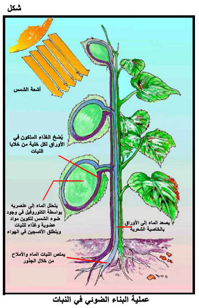 النبات أي القيام أجزاء الضوئي البناء يستطيع بعملية معلومات عن