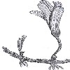      Cymodocea   C. ciliata    