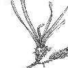     Posidonia   P. oceanica     