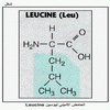    Leucine