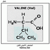    Valine,Val