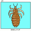   (Lice)