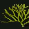        Codium decorticatum    