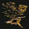            Sargassum bermudense