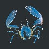         Petrolisthes armathus   