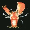        Alpheus cylidricus       82