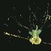    ѡ     Bunodeupsis antilliensis           