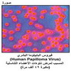    (Human Papilloma Virus)     