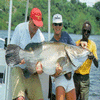   (Nile Perch)